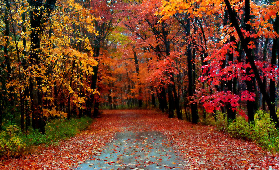 Autumn Season Thin Trees Wallpaper