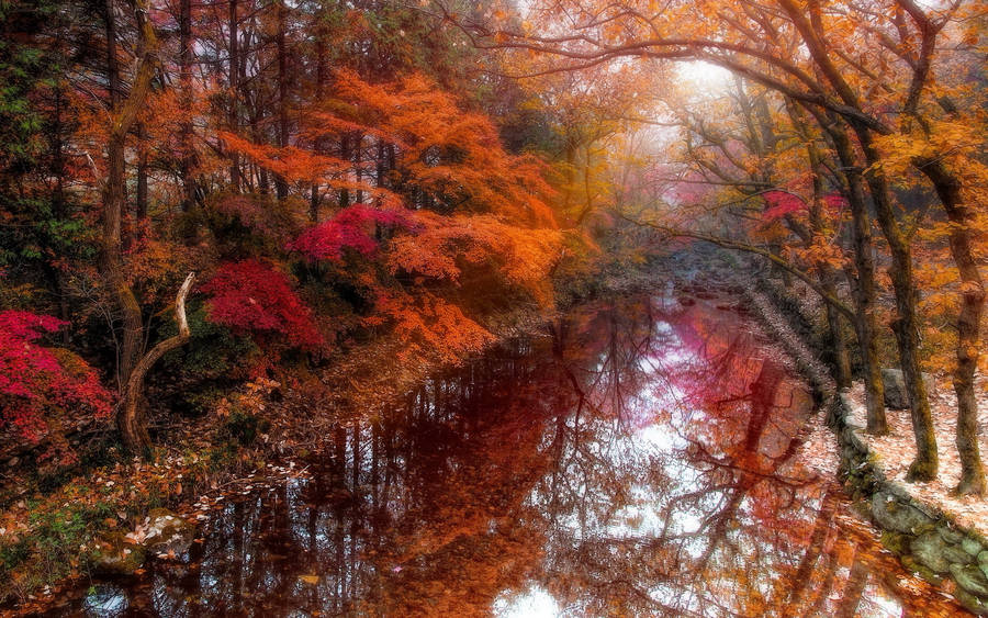 Autumn Time In South Korea Wallpaper