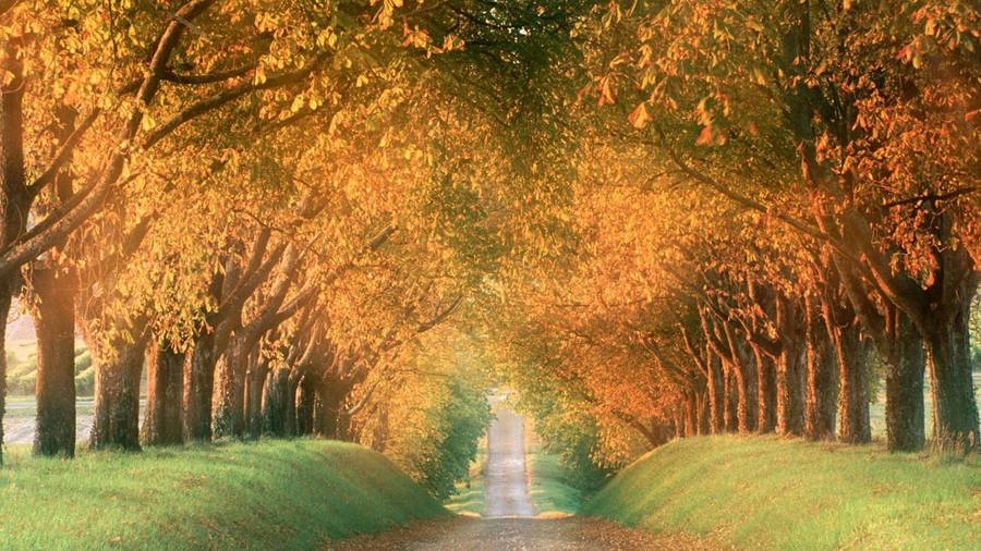 Autumn Tree Tunnel Painting Vermont Usa Wallpaper