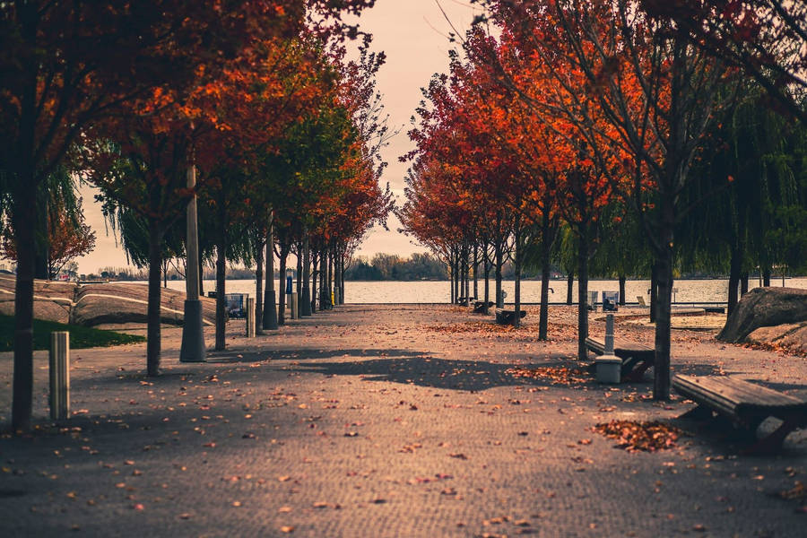 Autumn Trees In Toronto Park Wallpaper