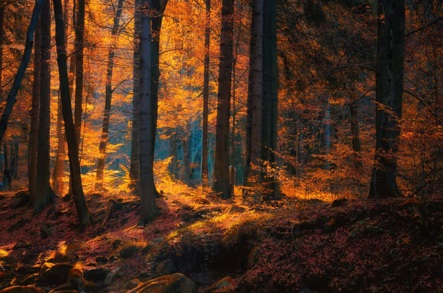 Autumnal Forest Glow Wallpaper