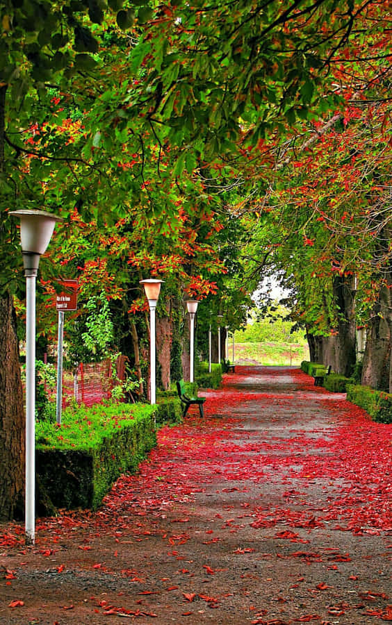 Autumnal Park Pathway.jpg Wallpaper