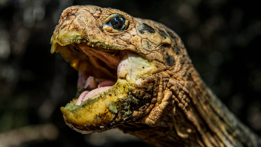 Awe-inspiring Capture Of An Open-mouthed Tortoise Wallpaper