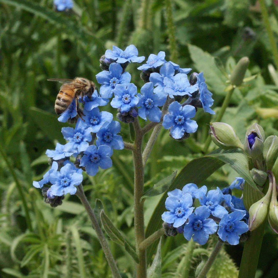 Awe-inspiring Vibrance Of Forget-me-not Blooms Wallpaper