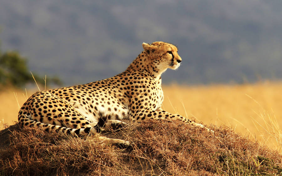 Awesome Hd Glorious Cheetah Wallpaper