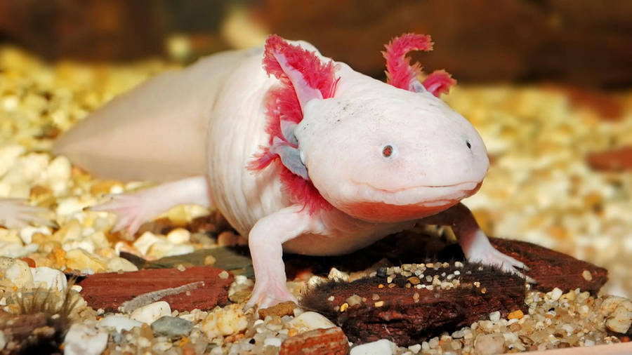 Axolotl Focus Photography Wallpaper