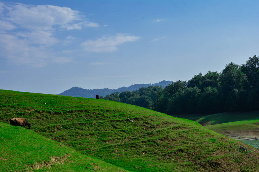 Azerbaijan Trees And Grassland Wallpaper