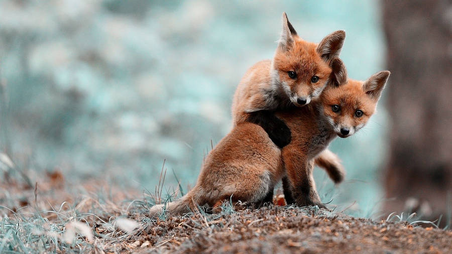 Baby Animals Foxes In The Woods Wallpaper