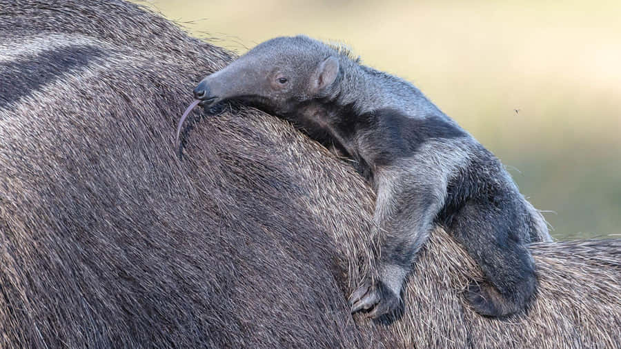 Baby Anteater Riding Mother Wallpaper