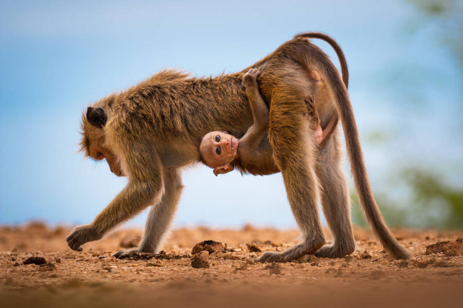 Baby Baboon Monkey Wallpaper