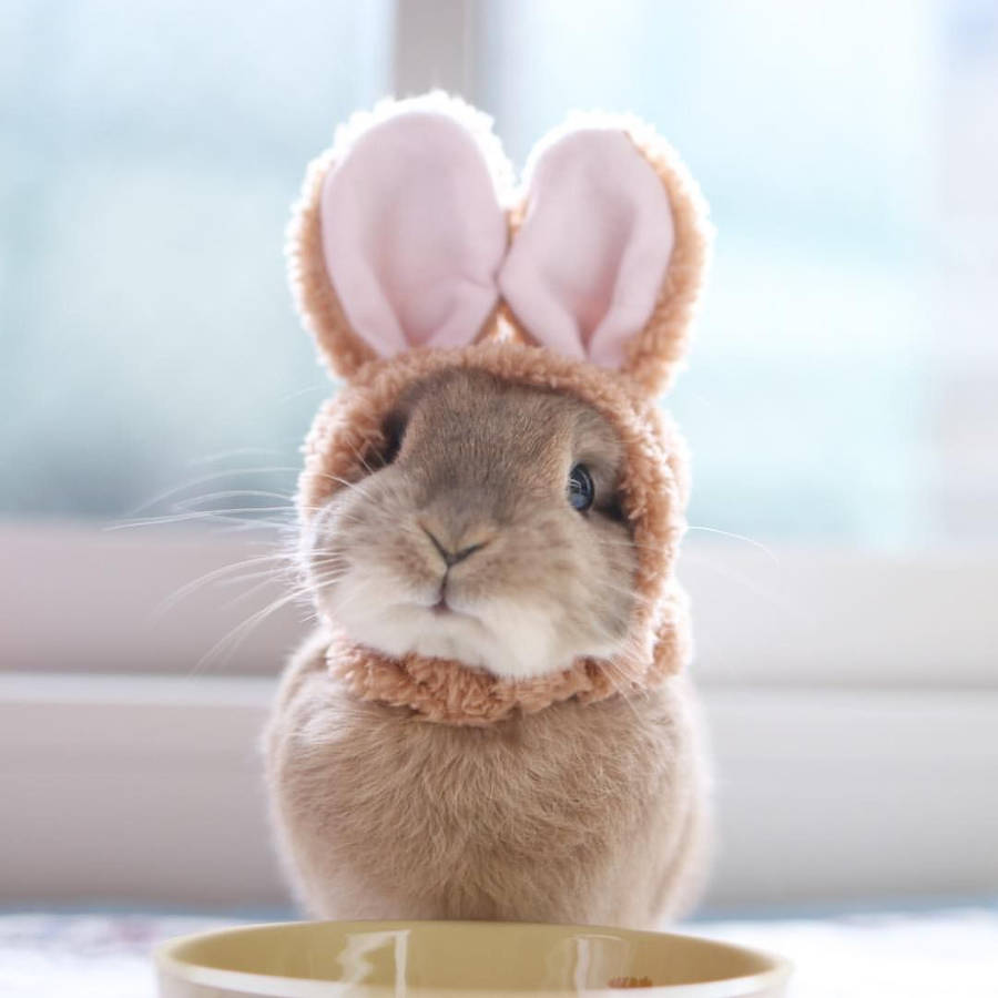 Baby Bunny With Fake Rabbit Ears Wallpaper