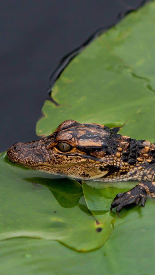 Baby Caiman On Leaf Wallpaper