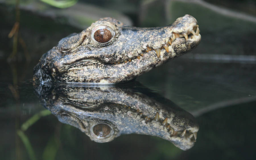 Baby Caiman Out Of Water Wallpaper