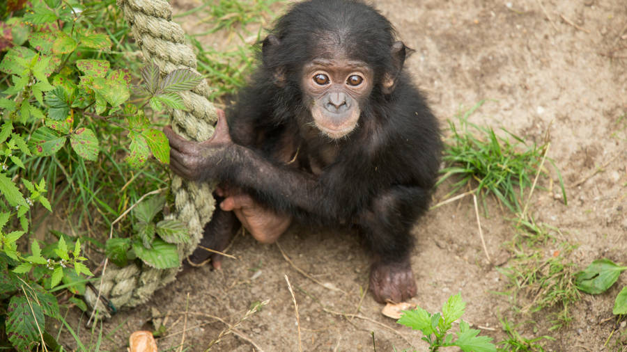 Baby Chimpanzee Near Rope Wallpaper