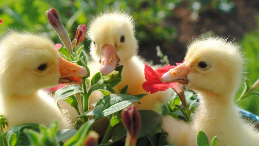 Baby Ducks Flowers Wallpaper