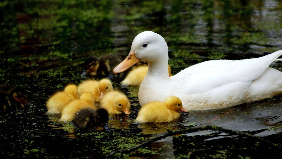 Baby Ducks Siblings Wallpaper