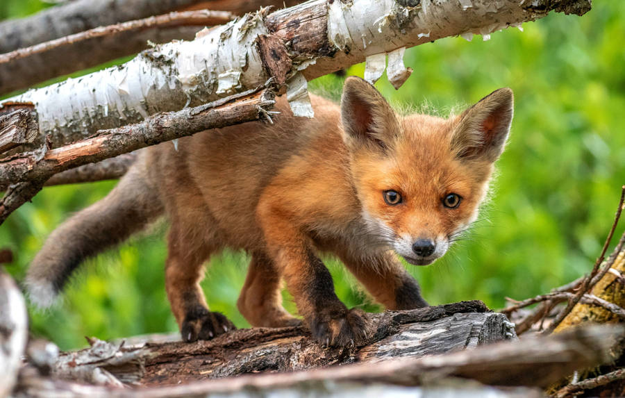 Baby Fox And Fire Woods Wallpaper