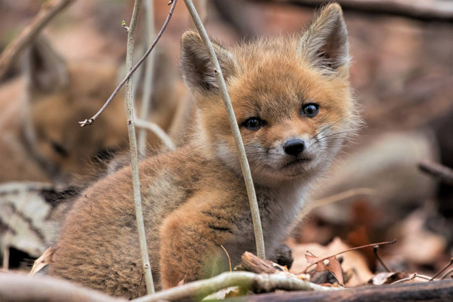 Baby Fox Dry Leaves Wallpaper