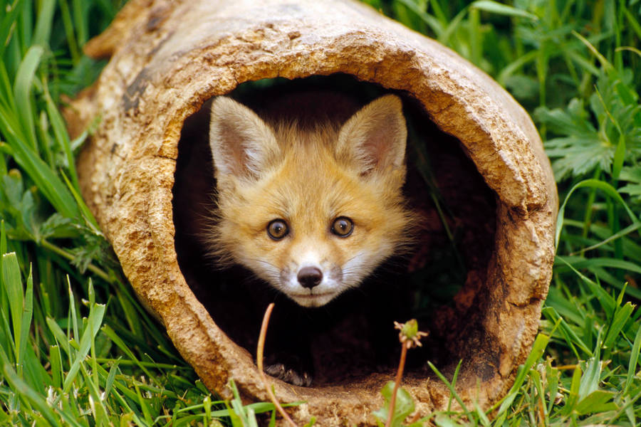 Baby Fox Hallow Log Wallpaper