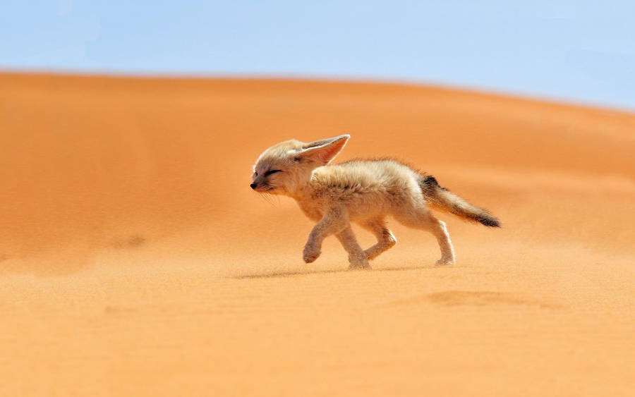 Baby Fox In Sahara Desert Wallpaper