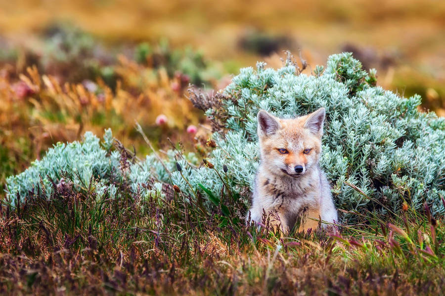 Baby Fox On Grassy Field Wallpaper