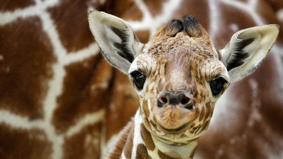 Baby Giraffe Cute Face Wallpaper