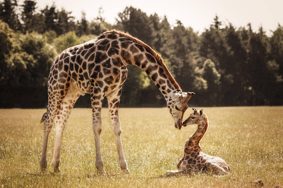 Baby Giraffe On Grassland Wallpaper