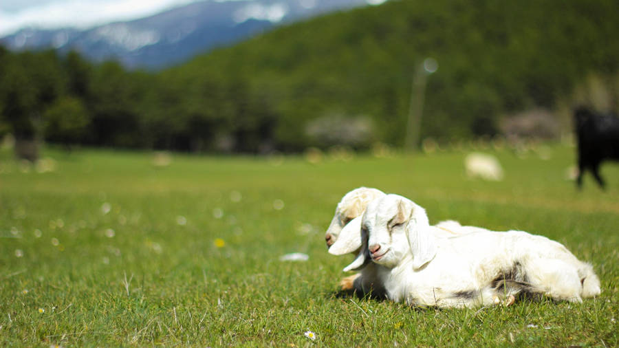 Baby Goat Siblings Lounging On Pasture Wallpaper