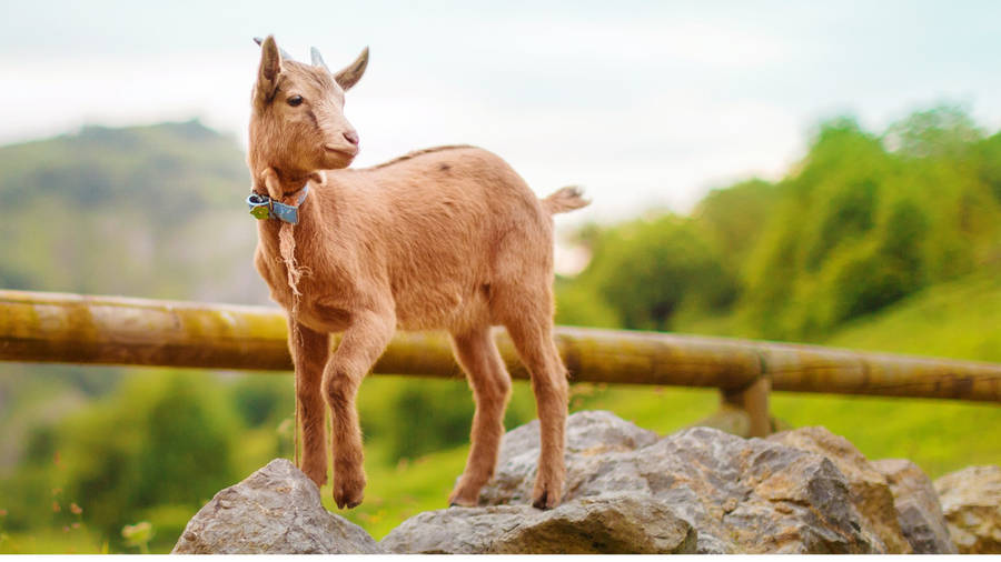 Baby Goat With Leash Stands On A Rock Wallpaper