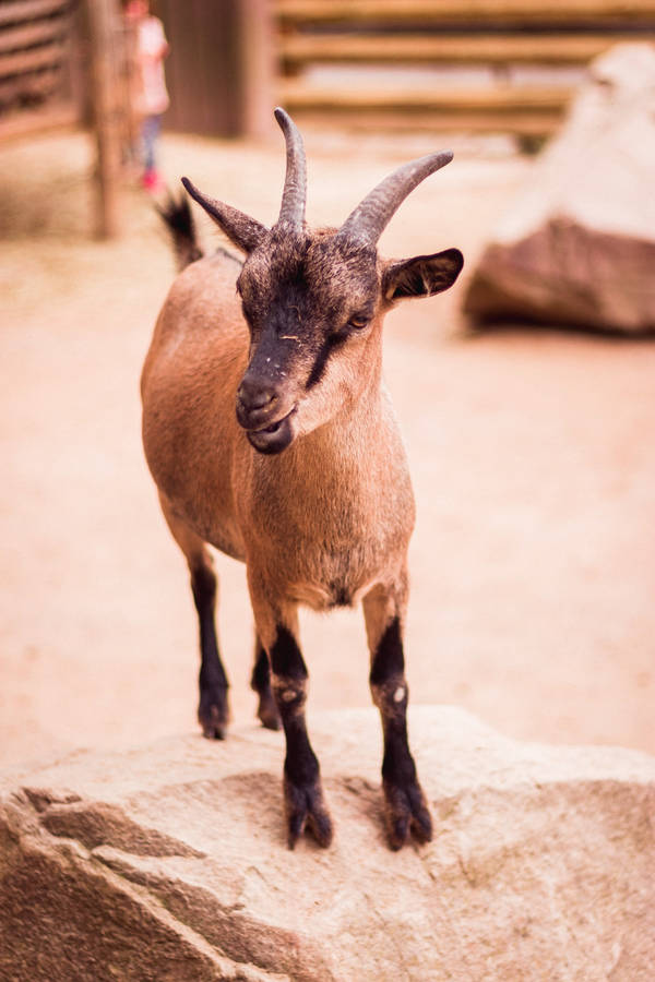 Baby Goat With Tiny Horns Portrait Wallpaper