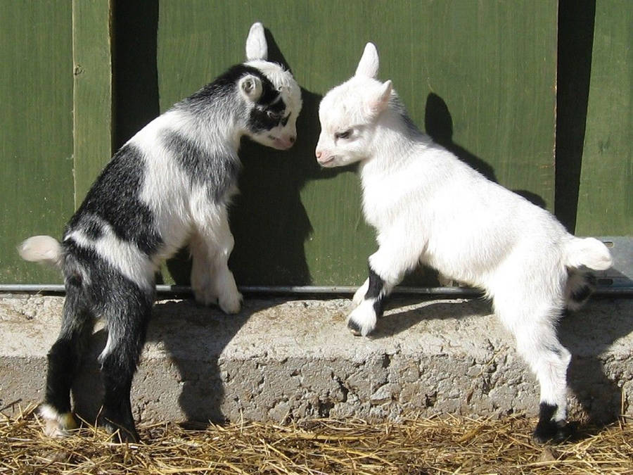 Baby Goats In Barn Wallpaper