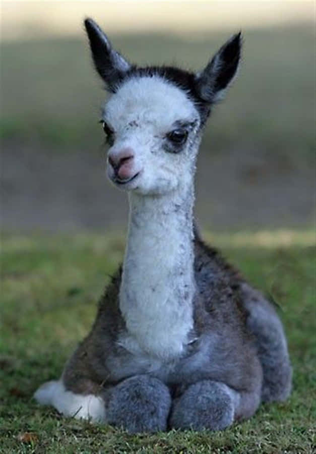 Baby Llama Restingon Grass.jpg Wallpaper