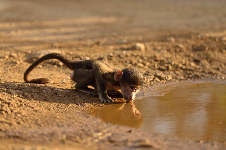 Baby Monkey Drinking Wallpaper