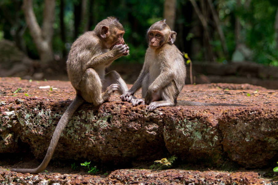 Baby Monkey Eating Wallpaper