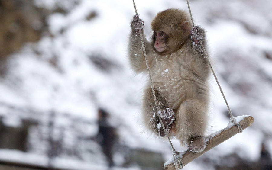 Baby Monkey On Swing Wallpaper