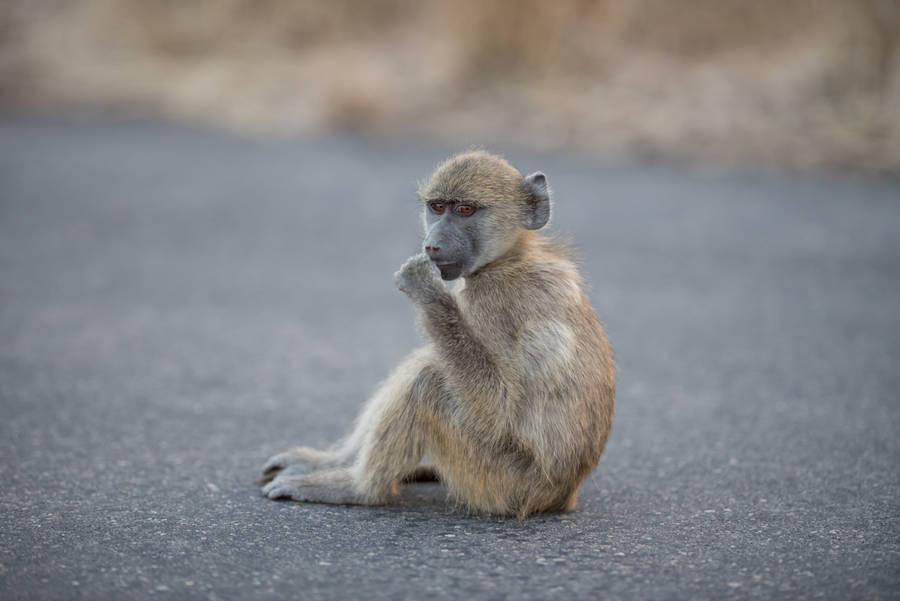 Baby Monkey On The Road Wallpaper