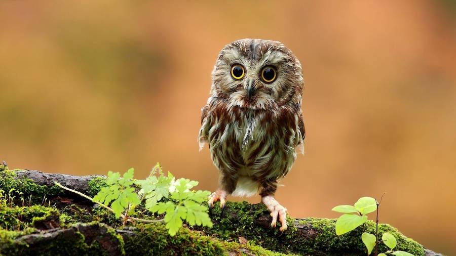 Baby Owl In The Woods Wallpaper
