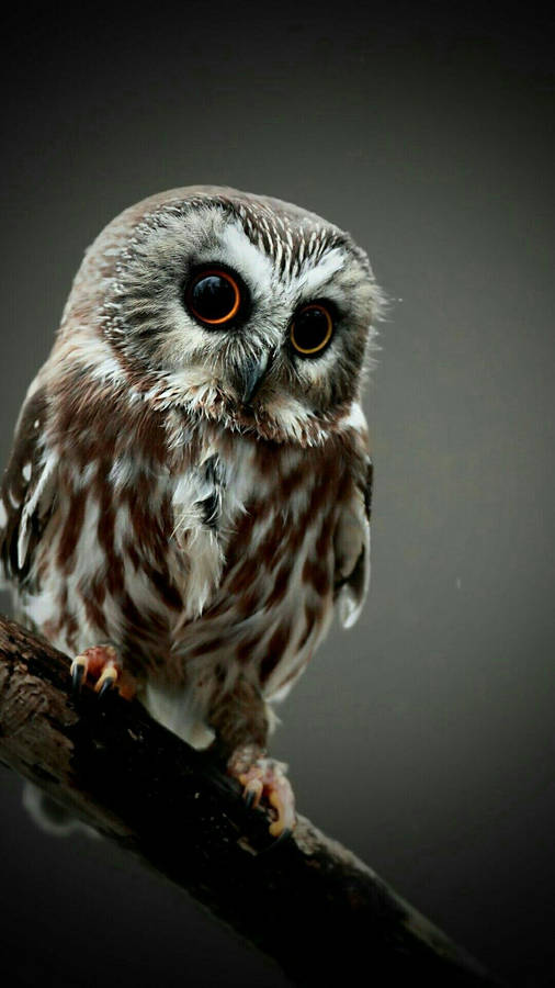 Baby Owl On A Dark Background Wallpaper