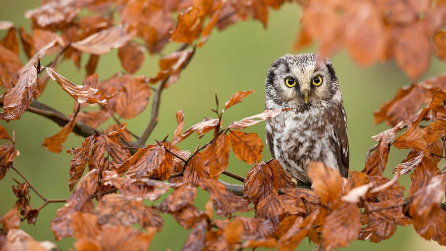 Baby Owl With Dry Leaves Wallpaper