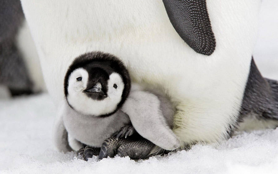 Baby Penguin Brood Wallpaper