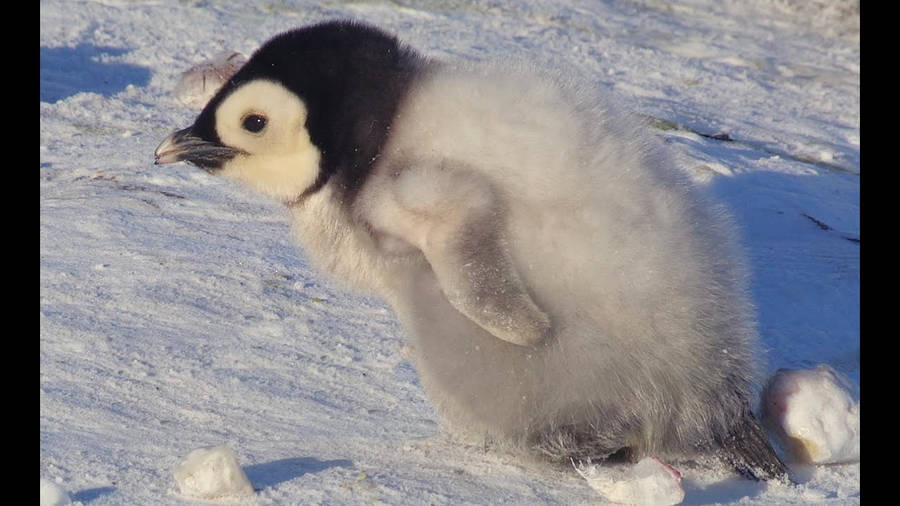 Baby Penguin Leaning Forward Wallpaper