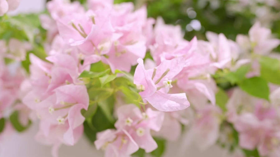 Baby Pink Bougainvillea Flowers Wallpaper