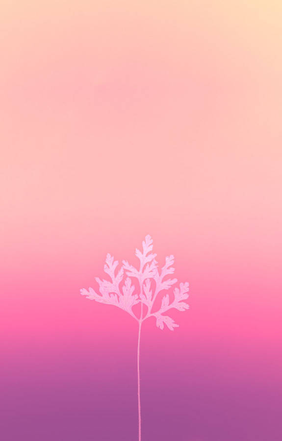 Baby Pink Leaf On Gradient Wallpaper