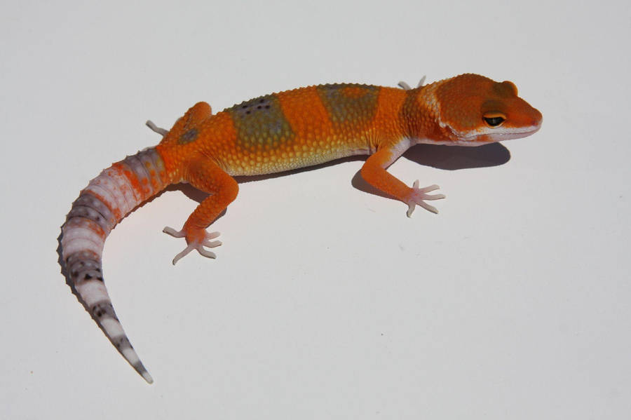 Baby Red Leopard Gecko Wallpaper