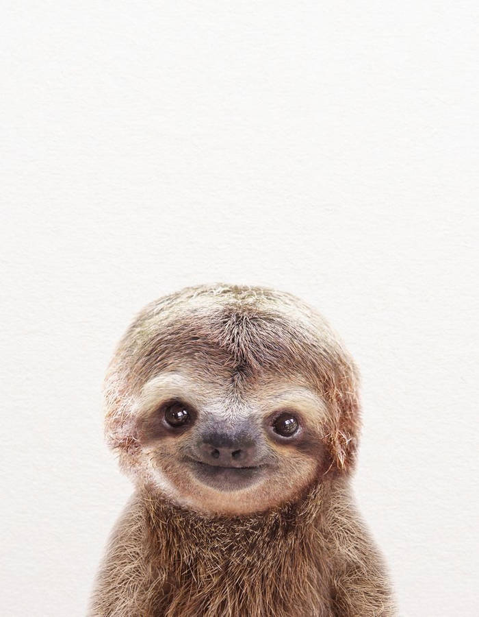 Baby Sloth Smiling Wallpaper