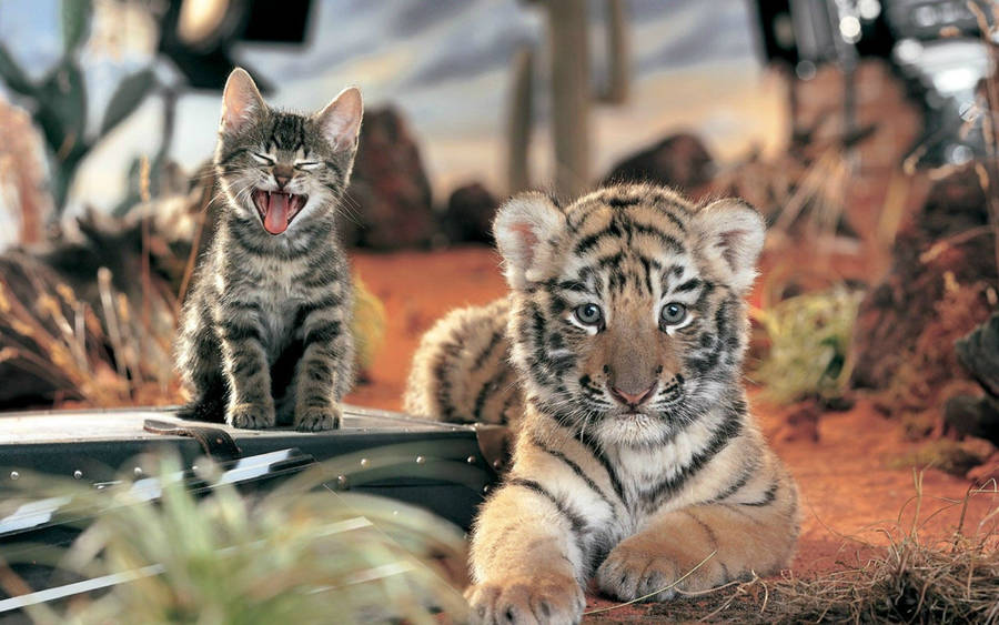 Baby Tiger And Kitten Wallpaper