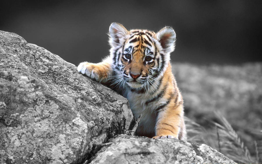 Baby Tiger Full Screen Hd Desktop Wallpaper