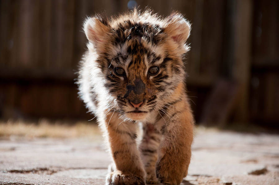 Baby Tiger Prowling Wallpaper