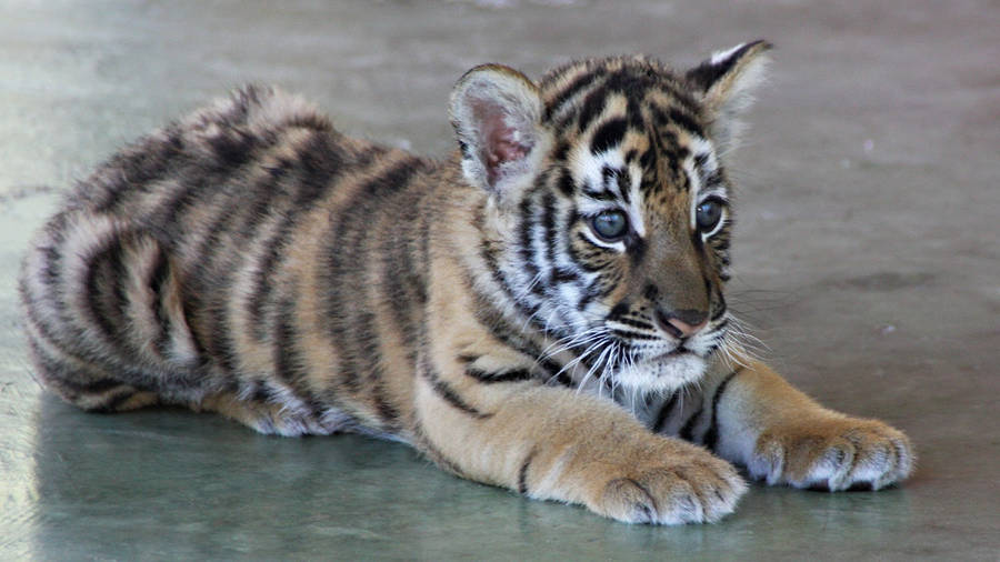 Baby Tiger With Light Blue Eyes Wallpaper