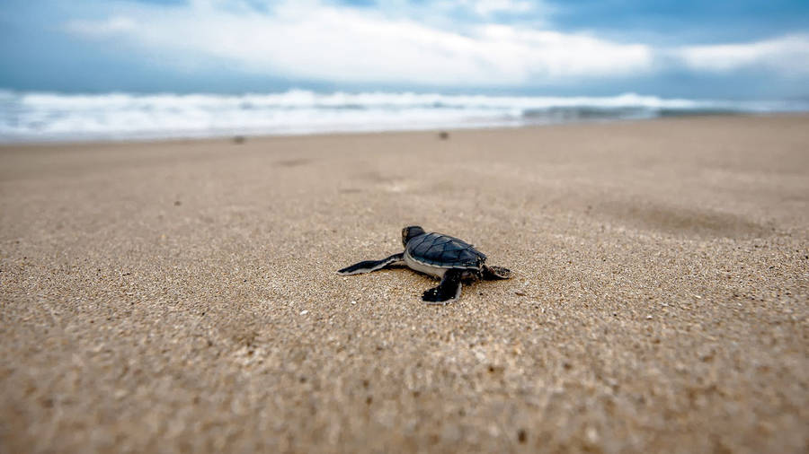 Baby Turtle In The Sand Wallpaper